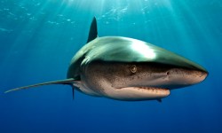 Žralok dlouhoploutvý Egypt